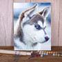 Kit de peinture par numero - Husky Sibérien aux Yeux d'Azur