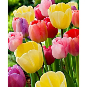 Kit de peinture par numero - Tulipes Sauvages - Peinture par Numéros | 36 Couleurs - 50x60cm