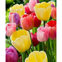 Kit de peinture par numero - Tulipes Sauvages - Peinture par Numéros | 36 Couleurs - 50x60cm