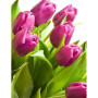 Kit de peinture par numero - Tulipes Hollandaises | Voyage Artistique aux Pays-Bas