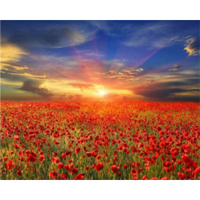 Kit de peinture par numero - Champ de Coquelicots | Ambiance Champêtre