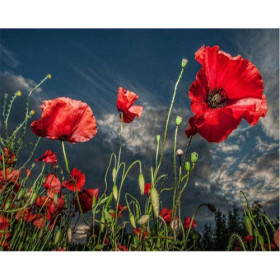 Kit de peinture par numero - Coquelicots Sauvages | Liberté Florale