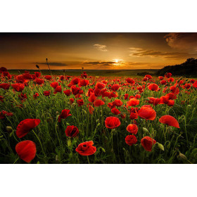 Kit de peinture par numero - Coquelicots au Crépuscule | Magie du Soir