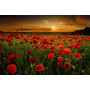 Kit de peinture par numero - Coquelicots au Crépuscule | Magie du Soir