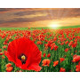 Kit de peinture par numero - Champ de Coquelicots | Symphonie Écarlate