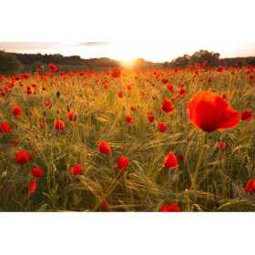 Kit de peinture par numero - Coquelicots au Lever du Soleil | Éveil Flamboyant