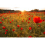 Kit de peinture par numero - Coquelicots au Lever du Soleil | Éveil Flamboyant