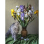 Kit de peinture par numero - Chat Persan Rêveur et Iris Multicolores | Tableau DIY Poétique et Inspirant
