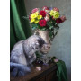 Kit de peinture par numero - Kit Chat Persan et Bouquet Multicolore