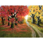 Kit de peinture par numero - Forêt d'Automne Chemin Bicolore